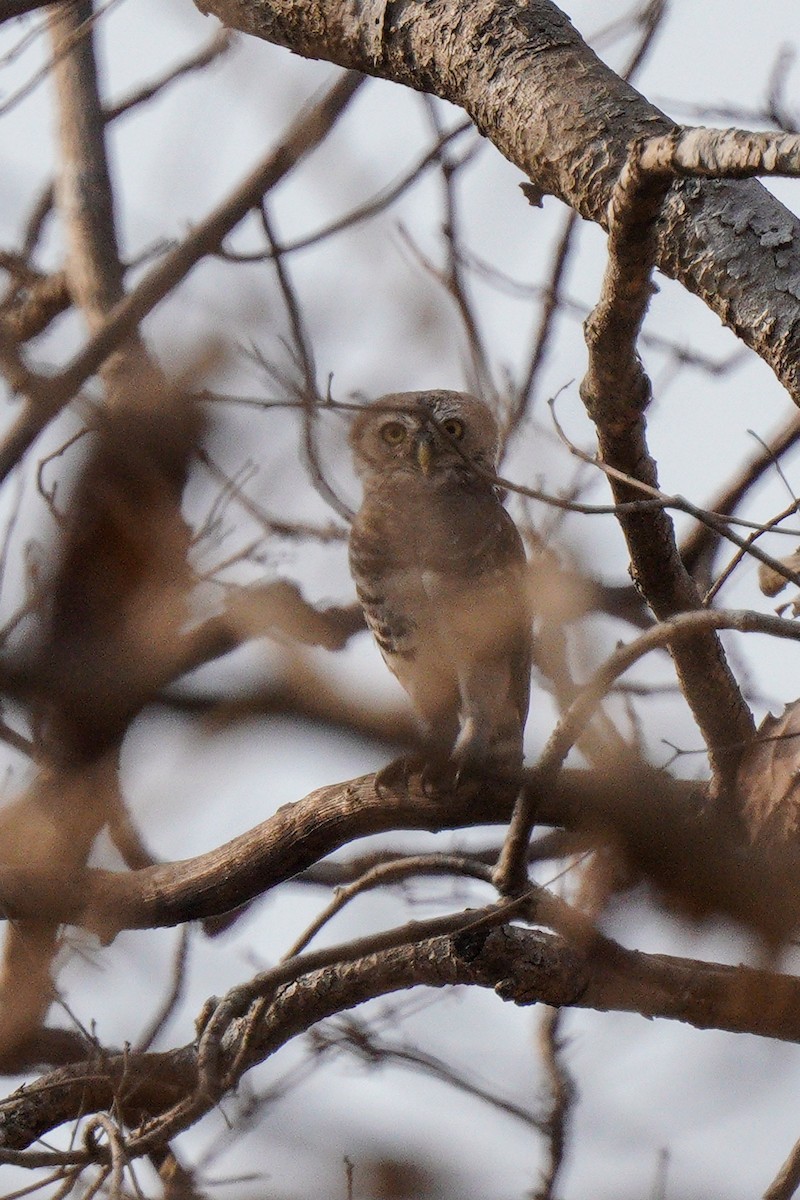 Forest Owlet - ML616760523