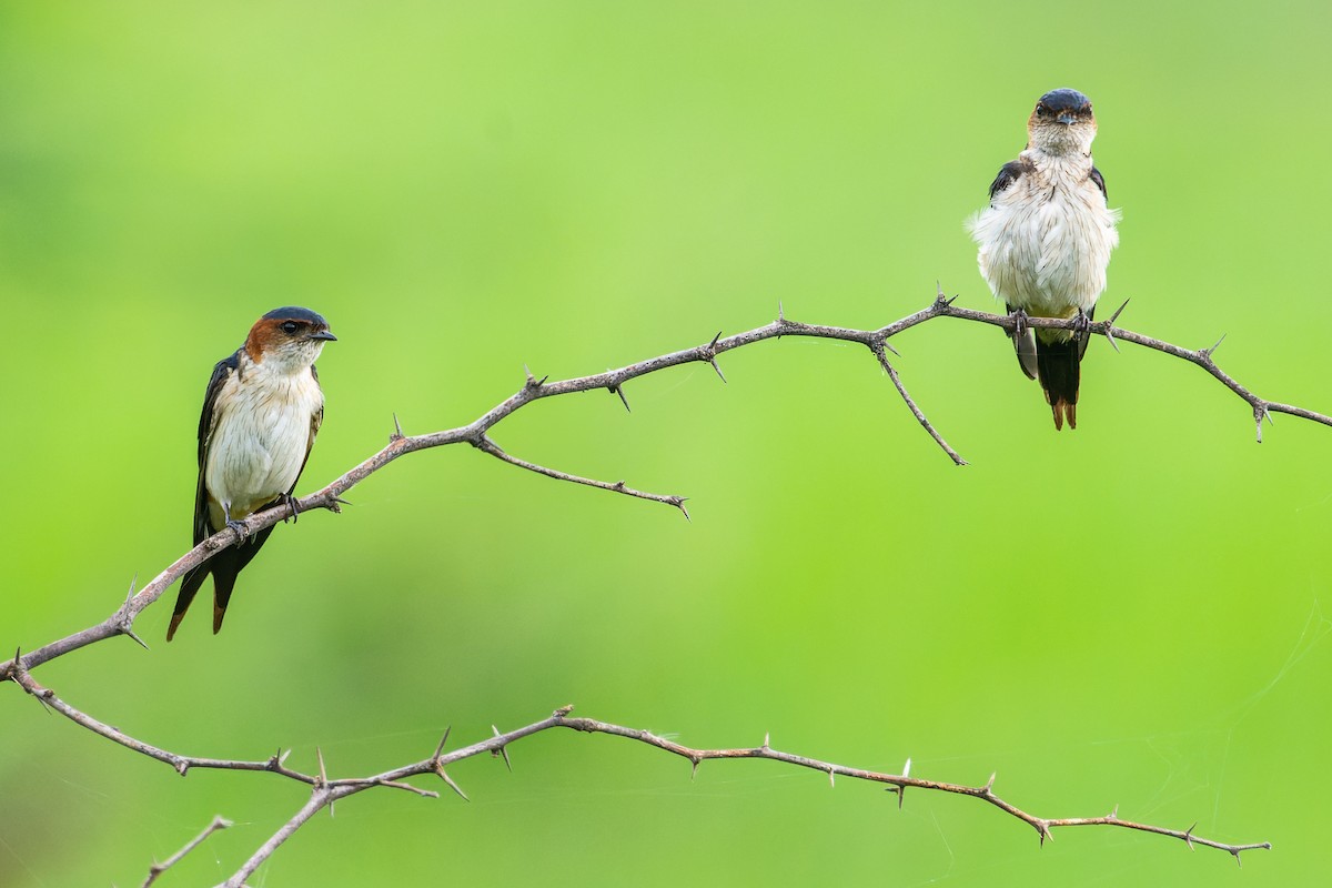 Red-rumped Swallow - ML616760565