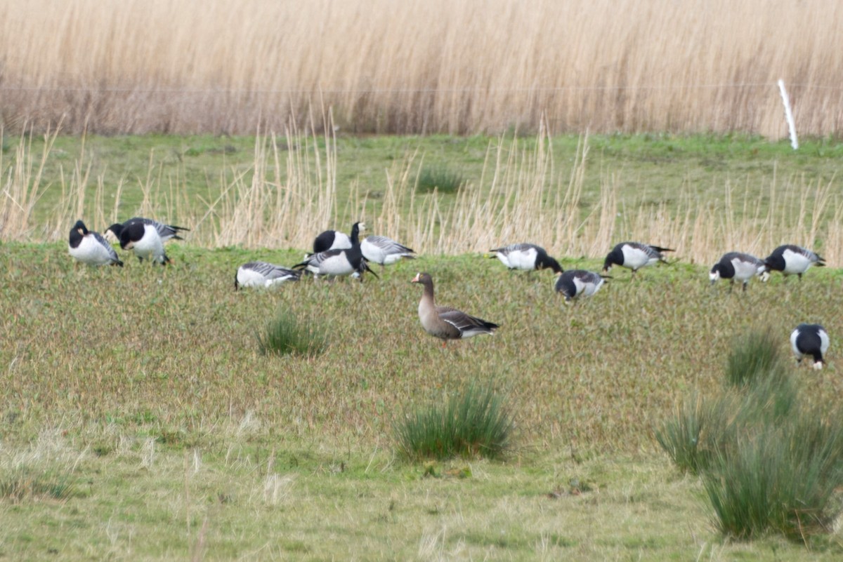 Lesser White-fronted Goose - ML616760943