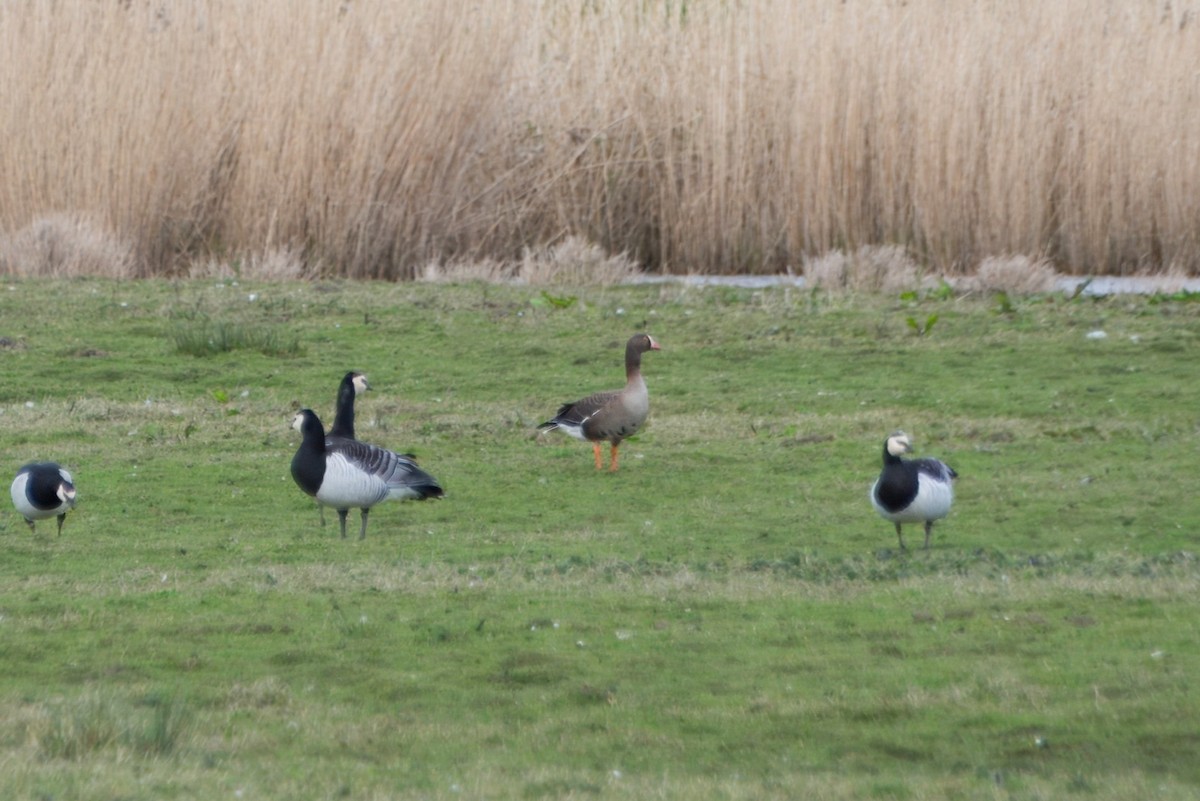 Lesser White-fronted Goose - ML616760944