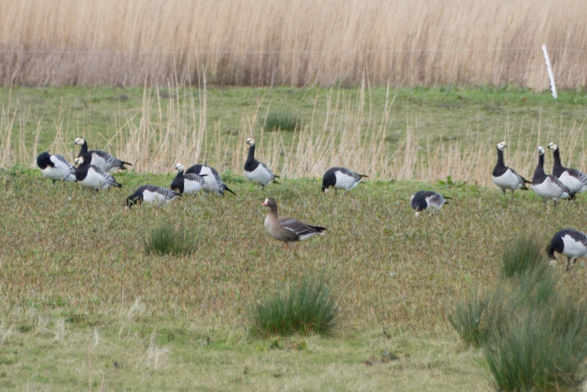 Lesser White-fronted Goose - ML616760946