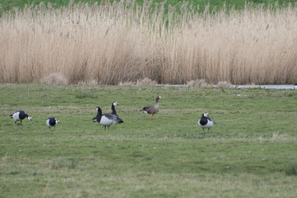 Lesser White-fronted Goose - ML616760947