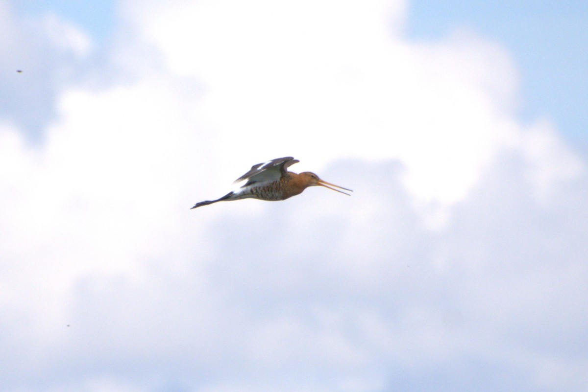 Black-tailed Godwit - Peter Trommel