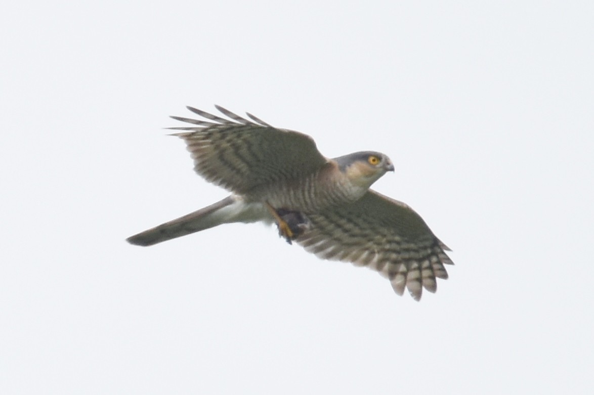 Eurasian Sparrowhawk - ML616761103