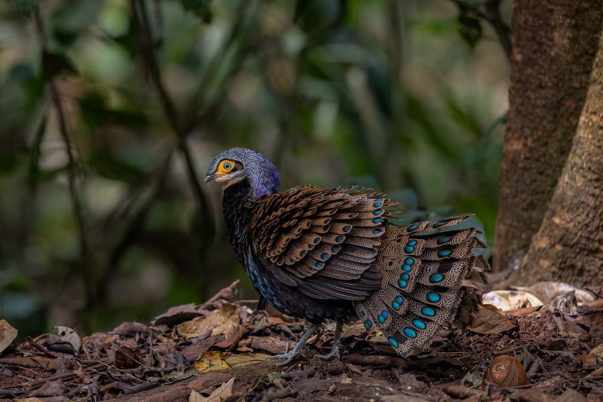 Bornean Peacock-Pheasant - ML616761128