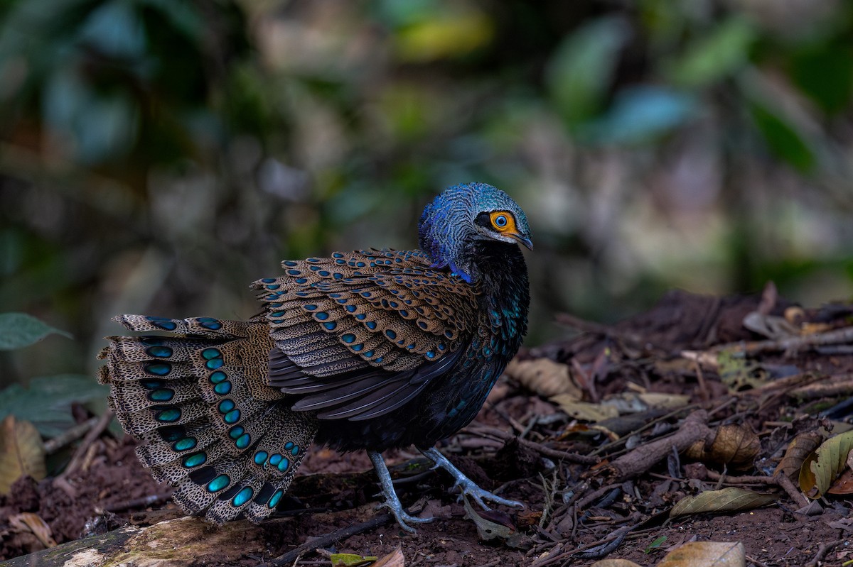 Bornean Peacock-Pheasant - ML616761129