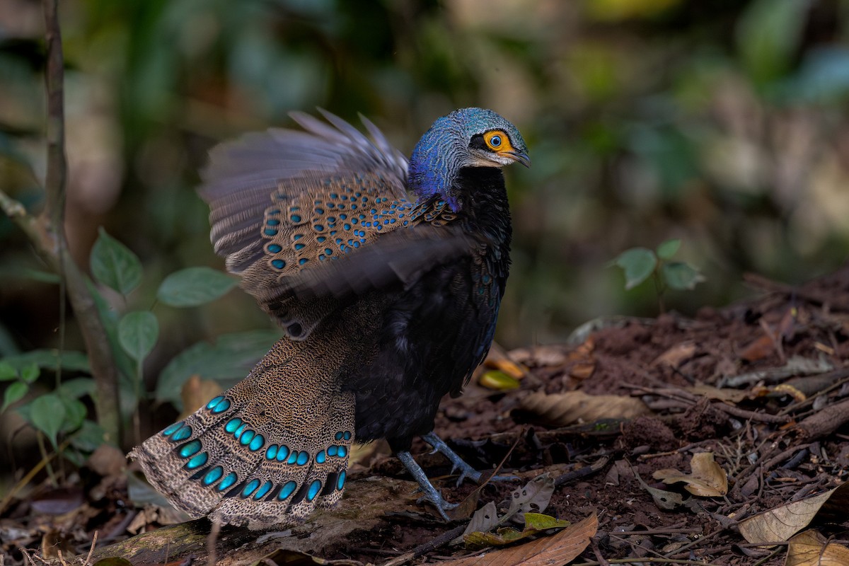 Bornean Peacock-Pheasant - ML616761130