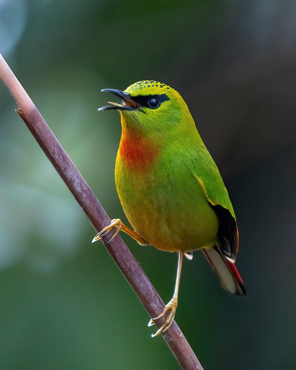 Fire-tailed Myzornis - ML616761176