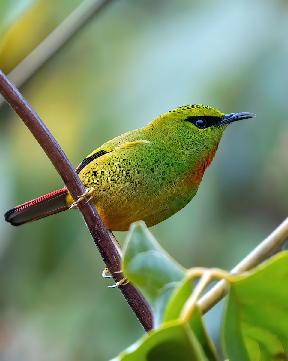 Fire-tailed Myzornis - ML616761177