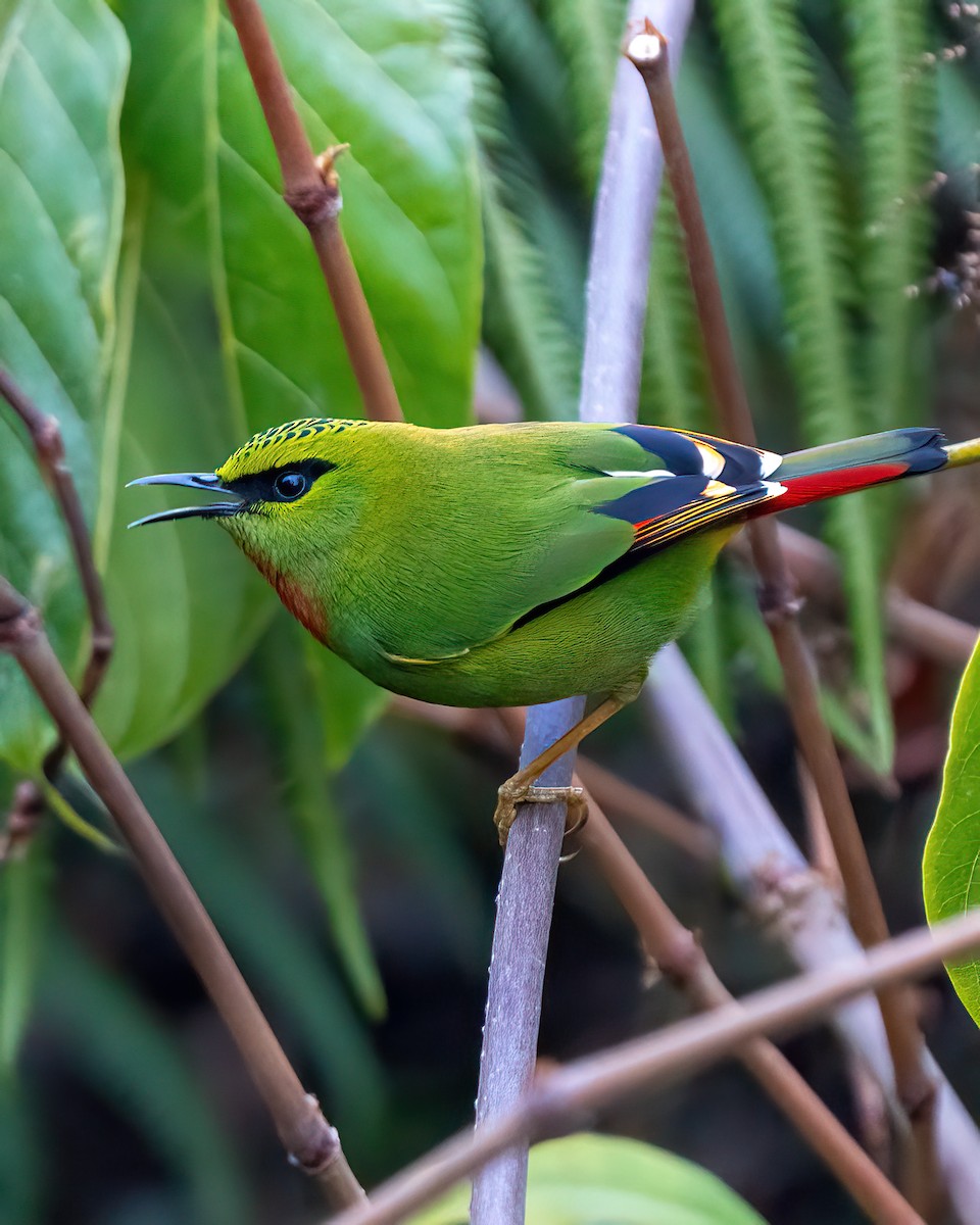 Fire-tailed Myzornis - ML616761178