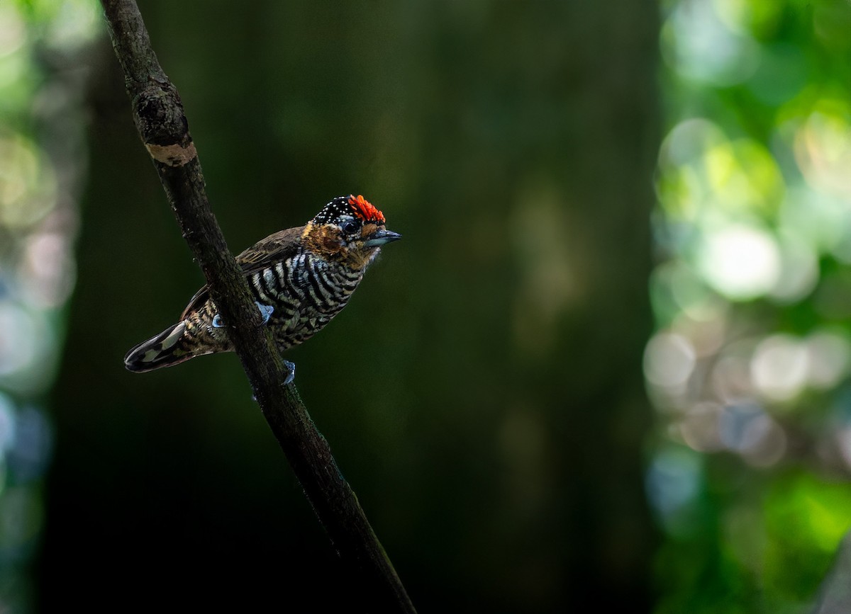 Ochre-collared Piculet - ML616761432