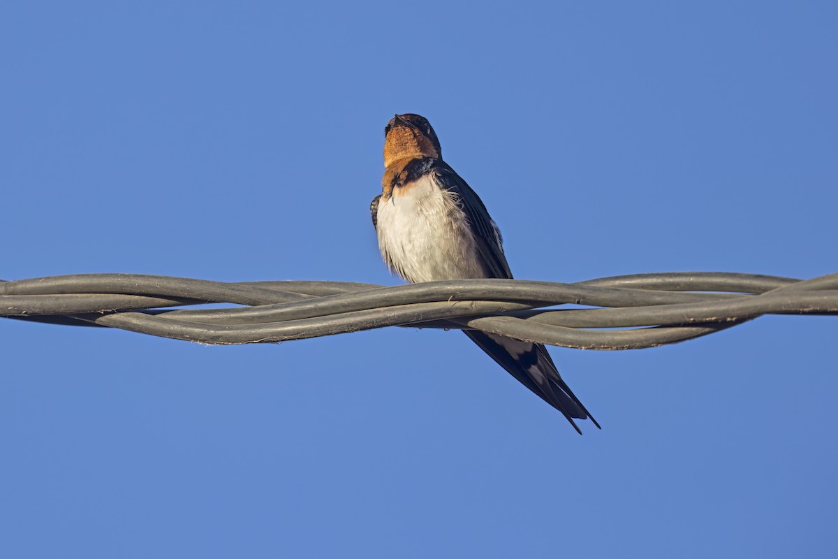 Red-chested Swallow - ML616761527