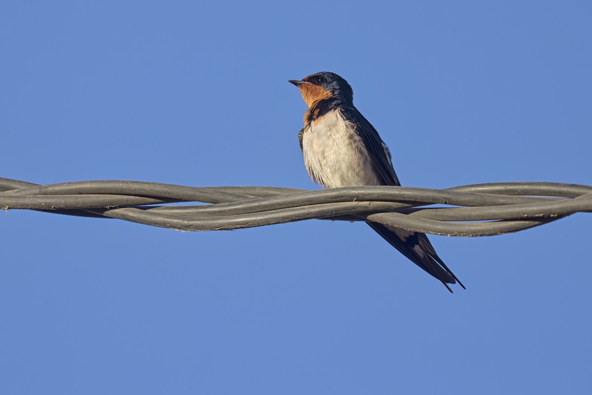 Red-chested Swallow - ML616761528