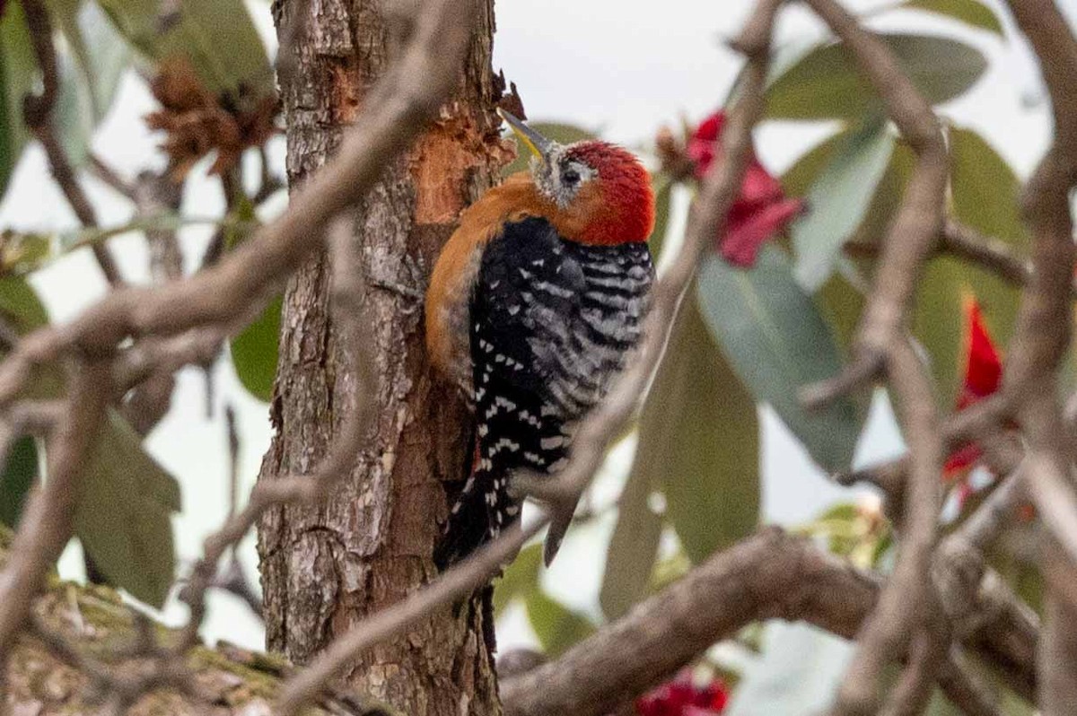 Rufous-bellied Woodpecker - ML616761661
