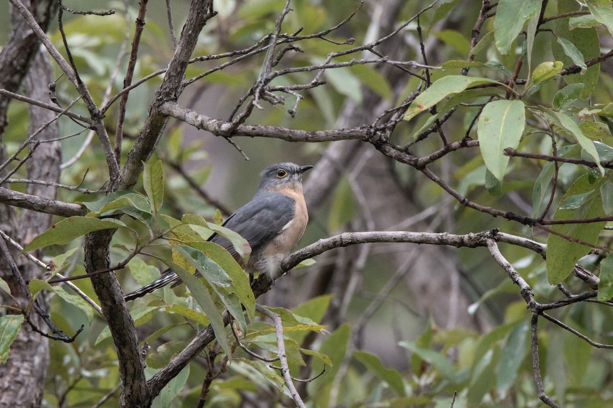 Fan-tailed Cuckoo - ML616761901