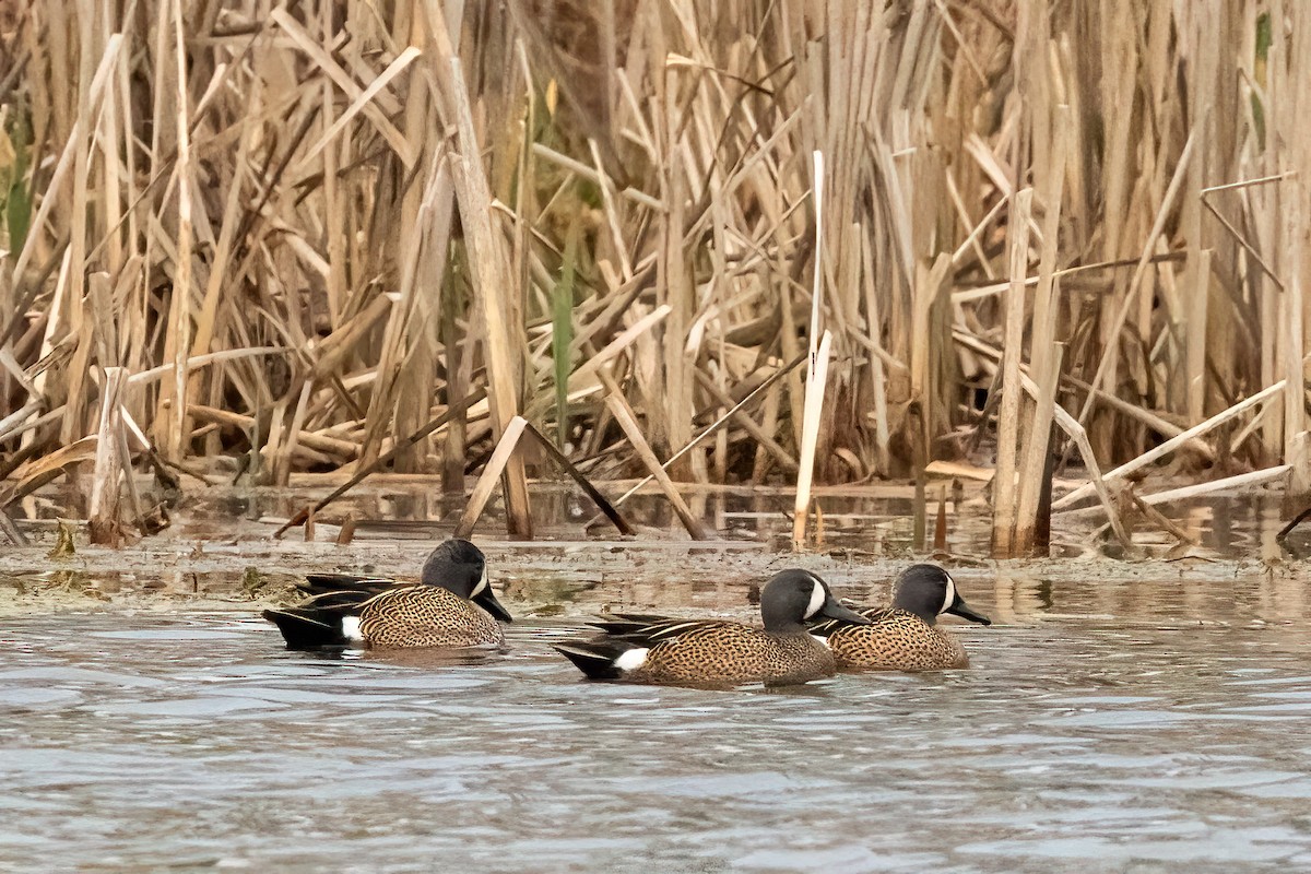 Blue-winged Teal - ML616761913