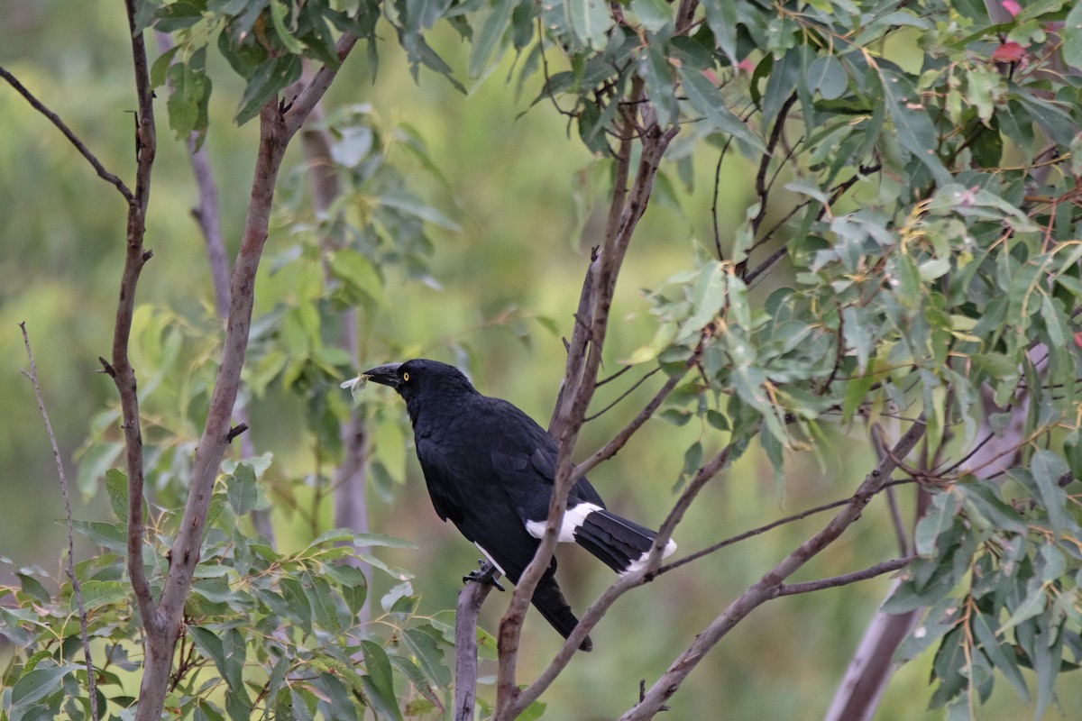 Pied Currawong - ML616761916
