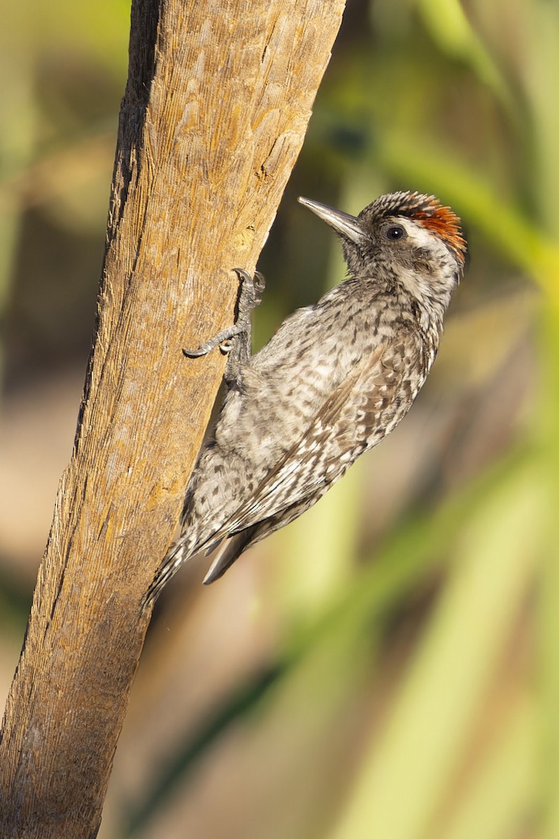 Checkered Woodpecker - Eduardo Joel