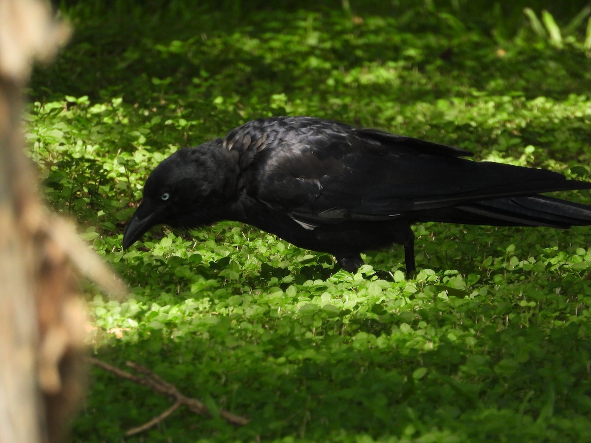 Torresian Crow - ML616762020