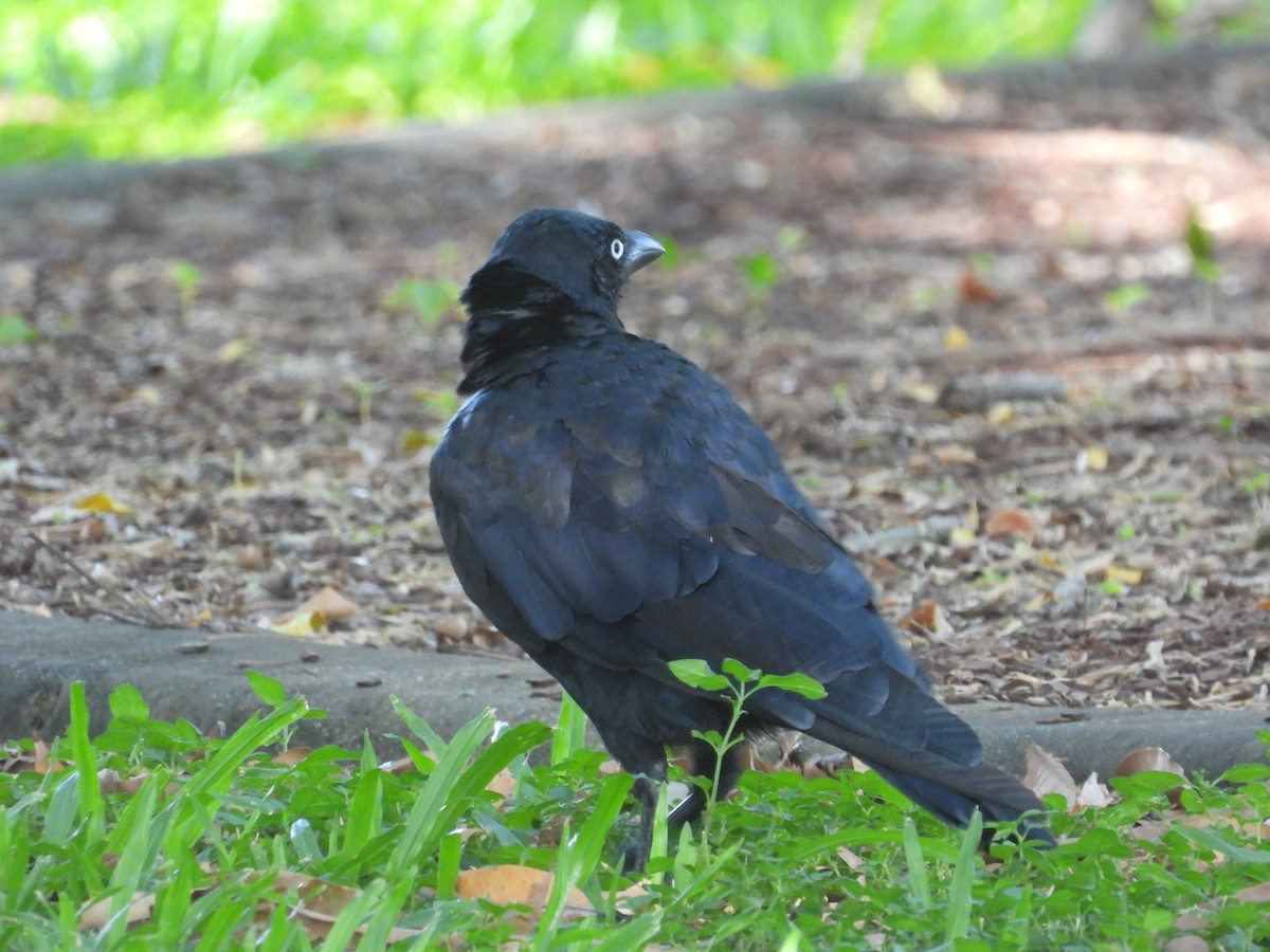Torresian Crow - ML616762022