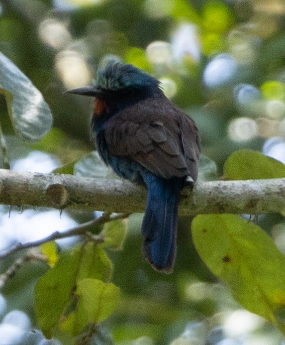 Blue-headed Bee-eater - ML616762080
