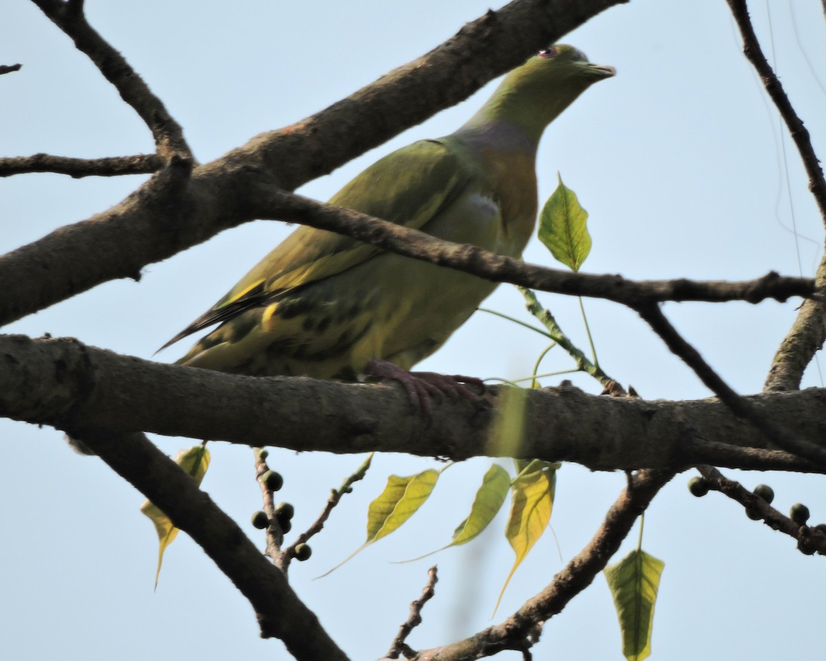Orange-breasted Green-Pigeon - ML616762101