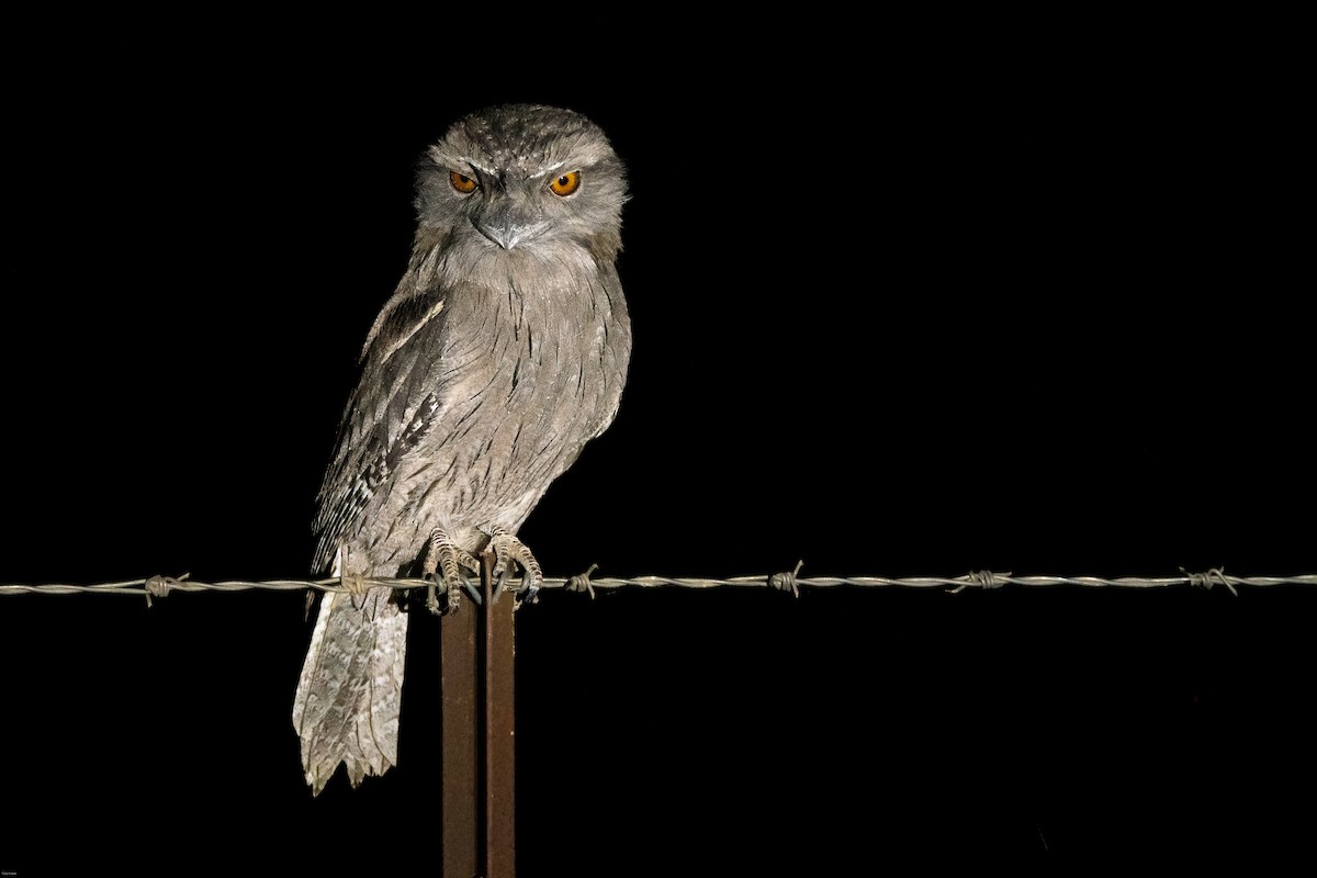 Tawny Frogmouth - Cary Lewis