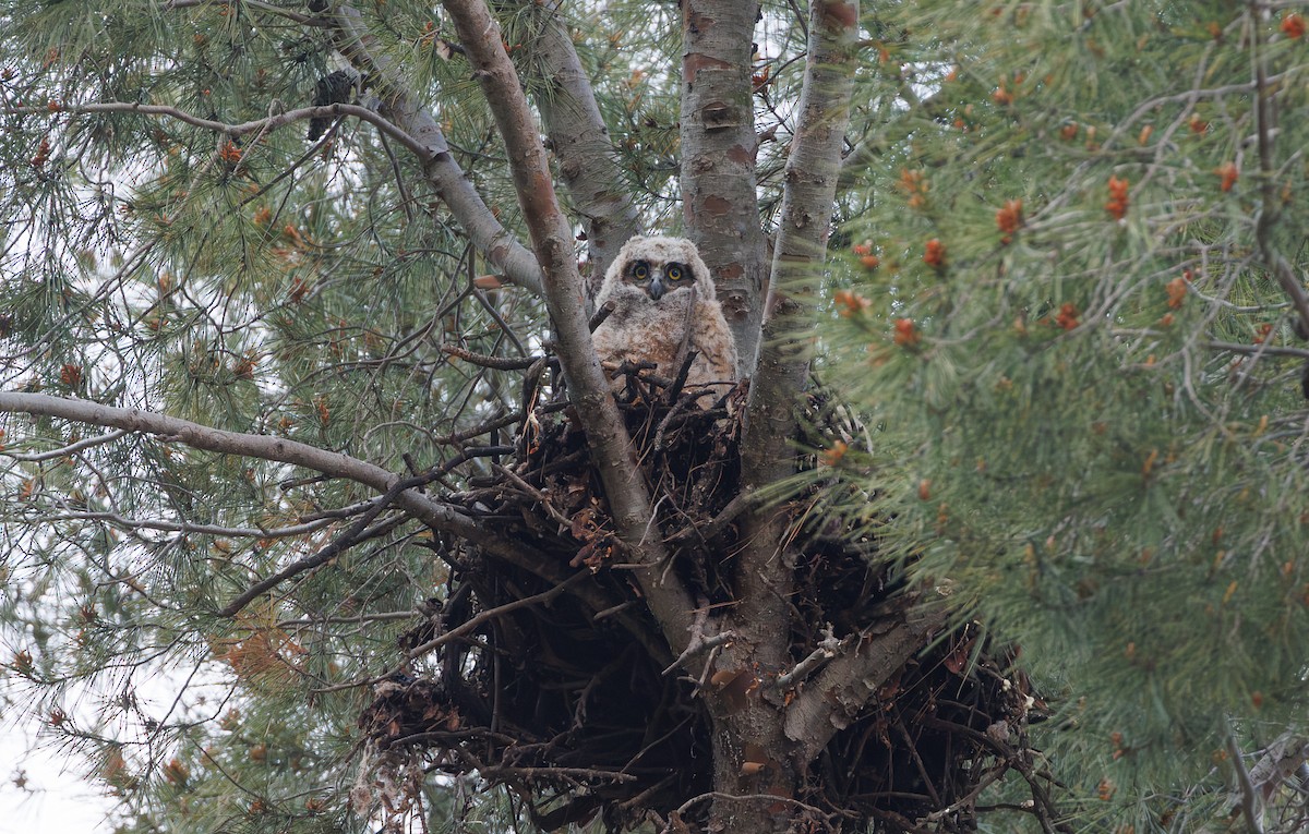 Great Horned Owl - ML616762217