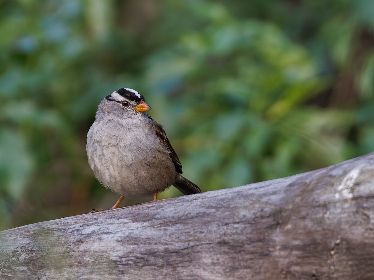 White-crowned Sparrow - ML616762255