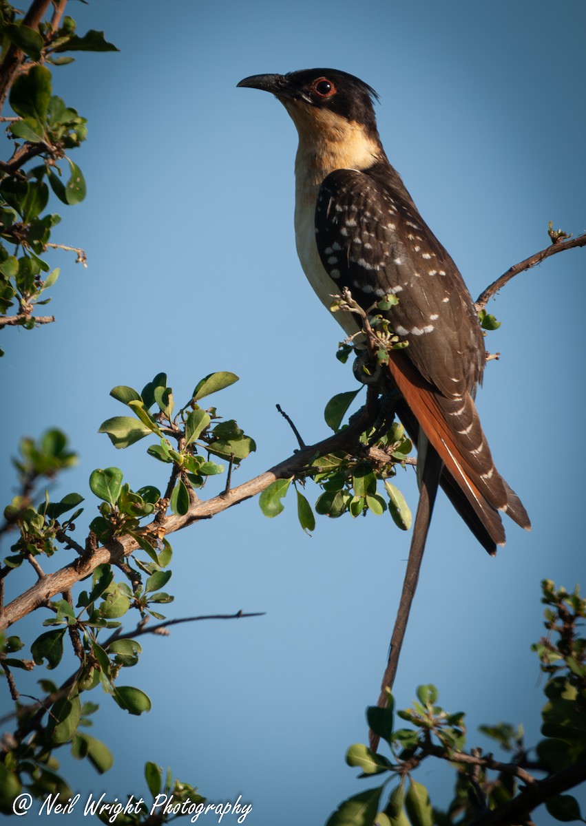 Great Spotted Cuckoo - ML616762389