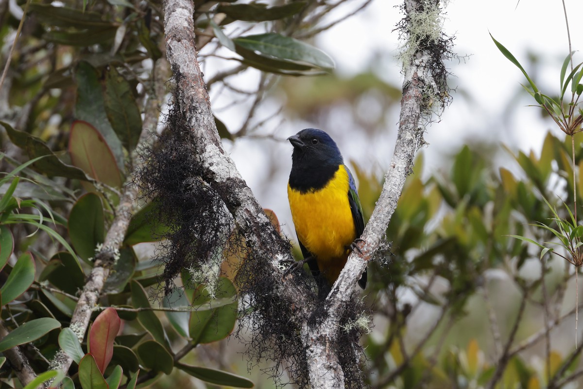 Black-chested Mountain Tanager - ML616762527