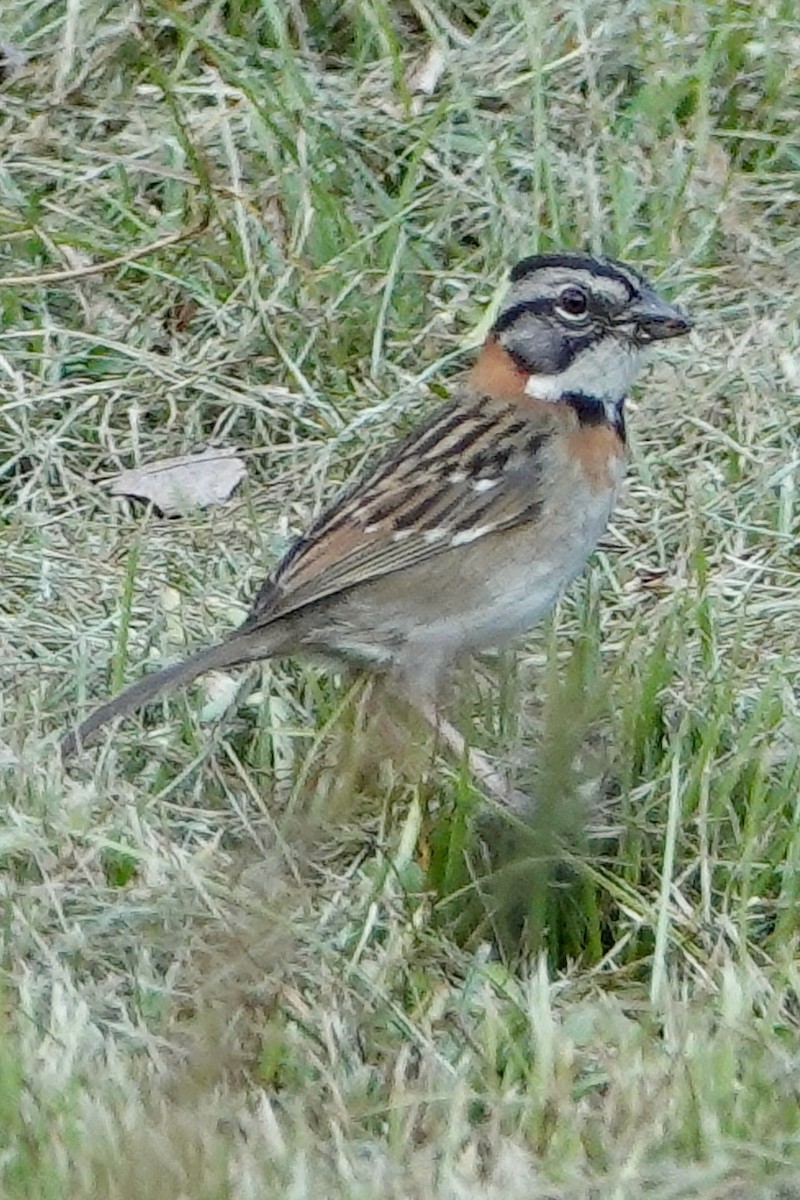 Rufous-collared Sparrow - ML616762656