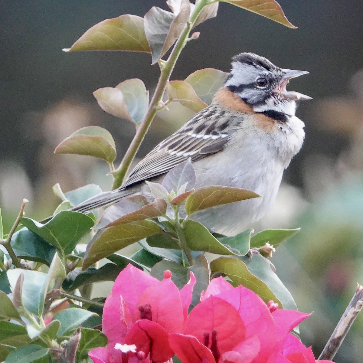 Rufous-collared Sparrow - judy shimm