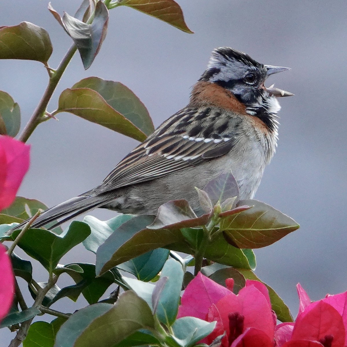 Rufous-collared Sparrow - judy shimm