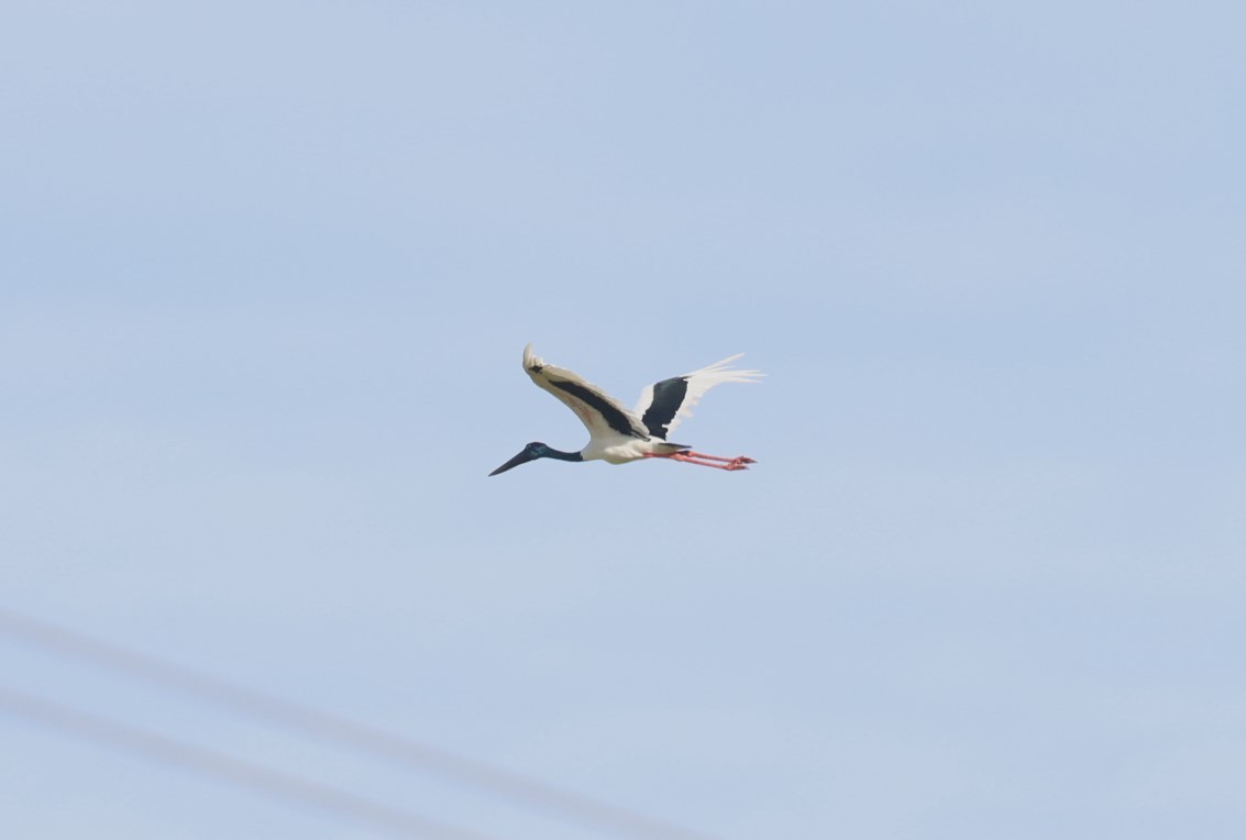 Black-necked Stork - ML616762709