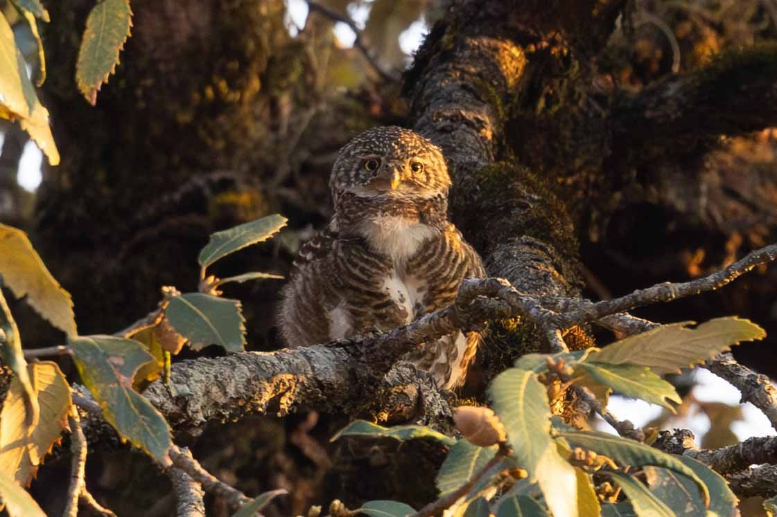 Collared Owlet - ML616762710