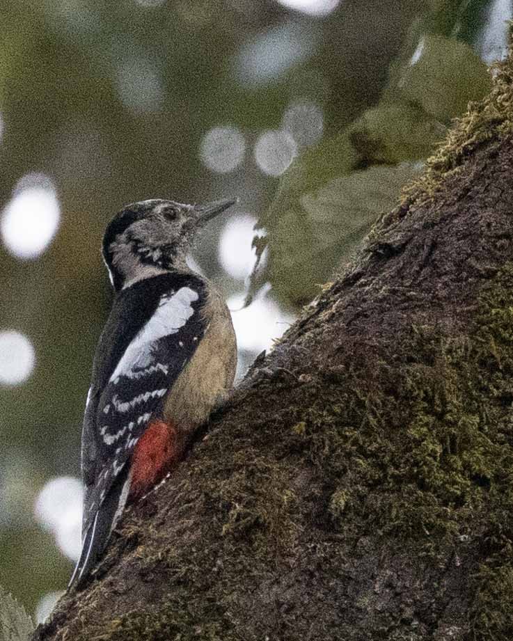 Himalayan Woodpecker - ML616762712
