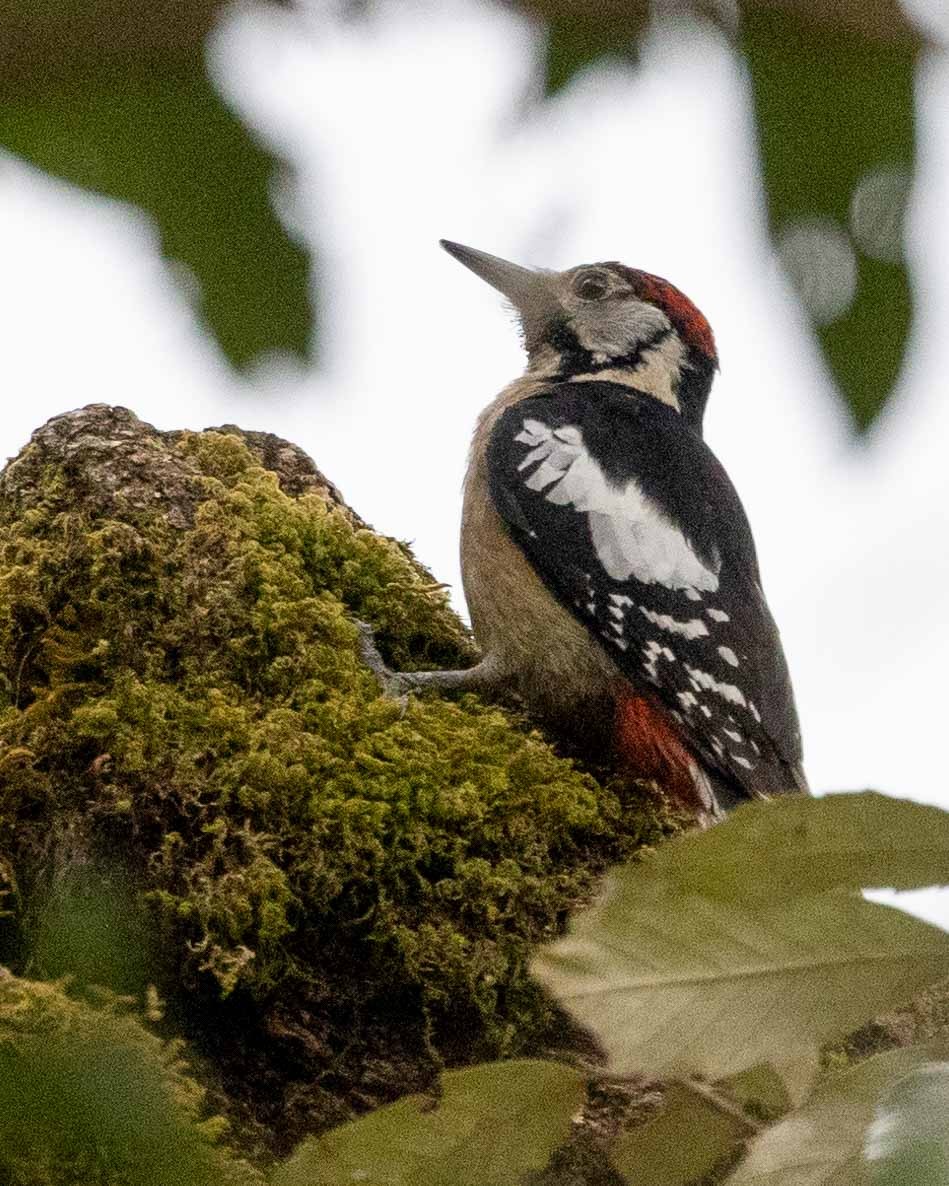 Himalayan Woodpecker - ML616762713