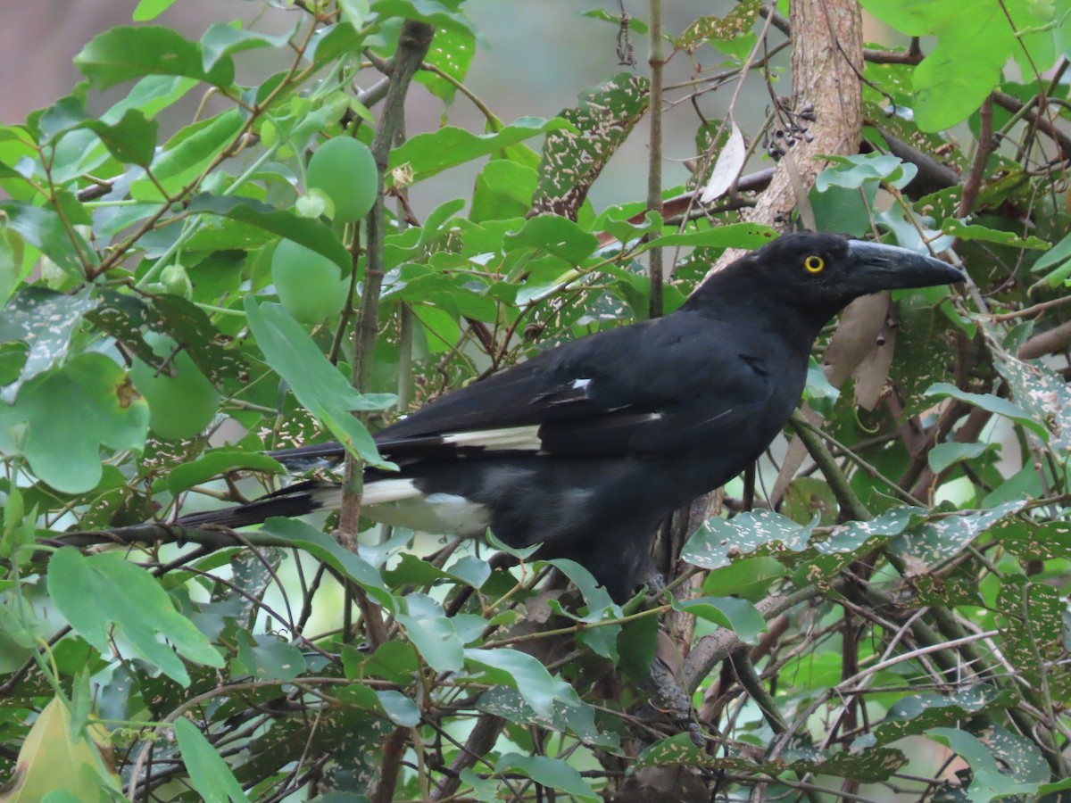 Pied Currawong - ML616762809