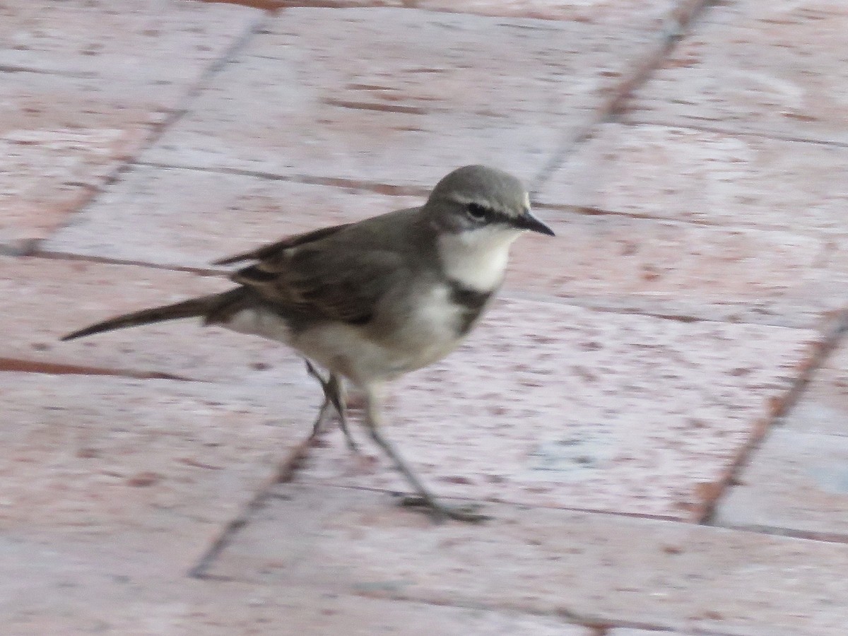 Cape Wagtail - ML616763029