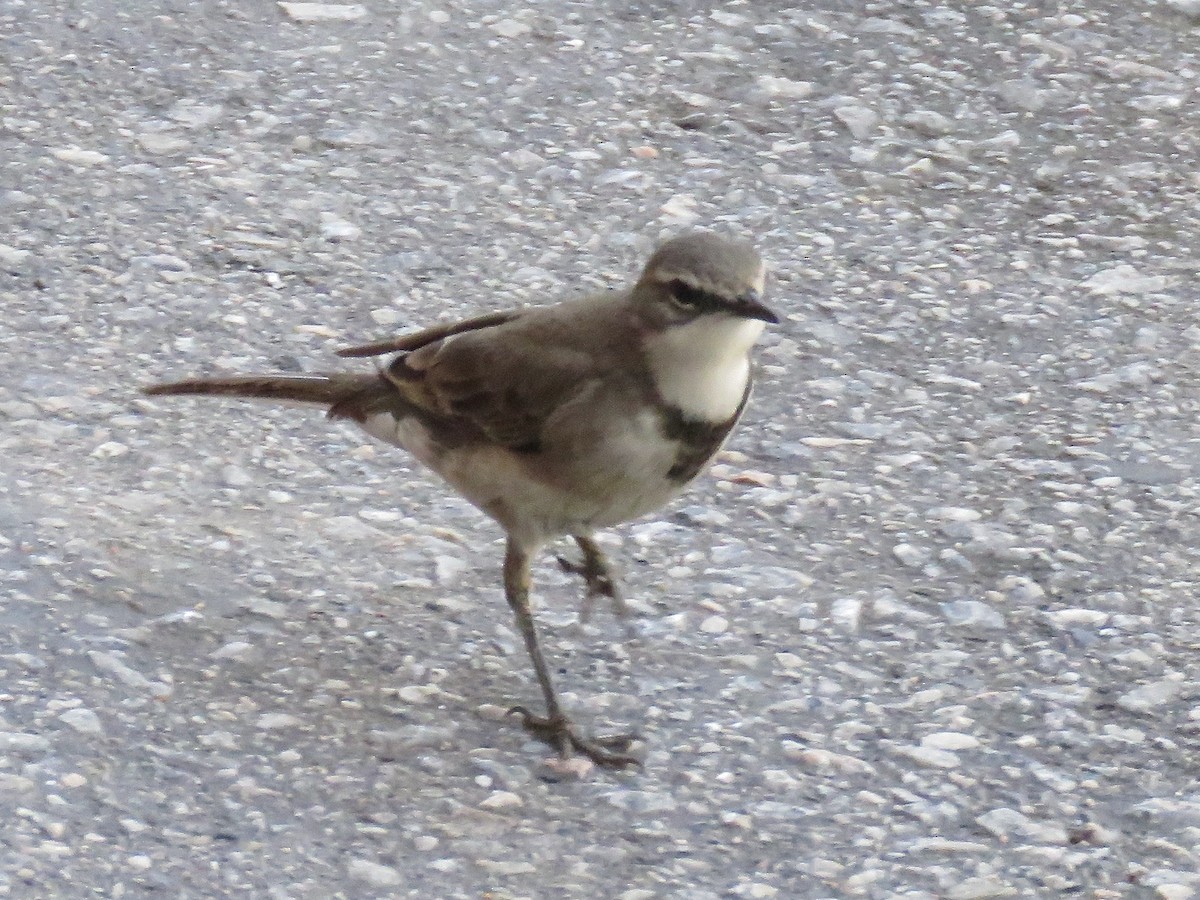 Cape Wagtail - ML616763033