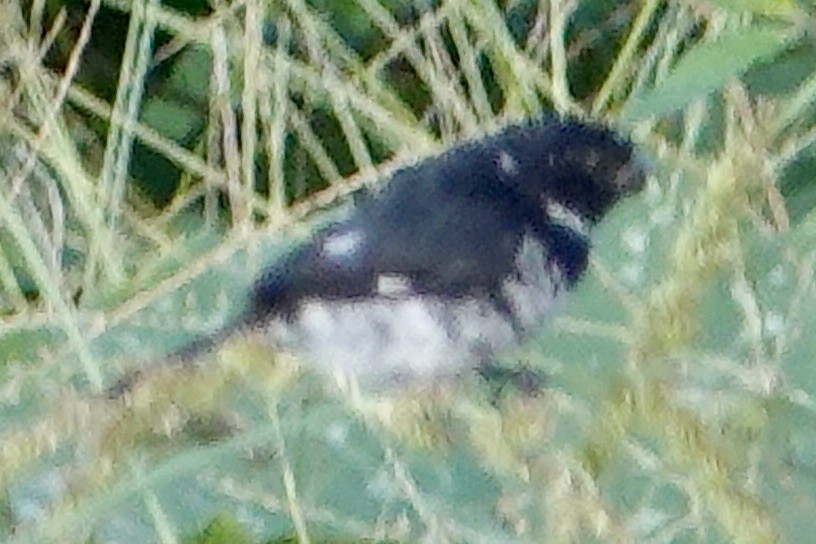 Variable Seedeater - ML616763066