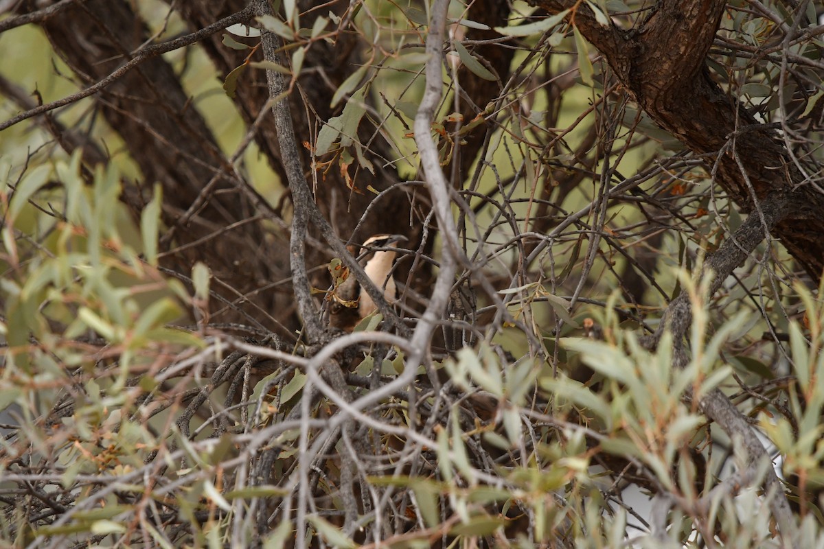 Chestnut-crowned Babbler - ML616763216