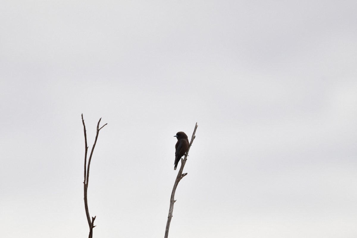 Little Woodswallow - Bee Rollason