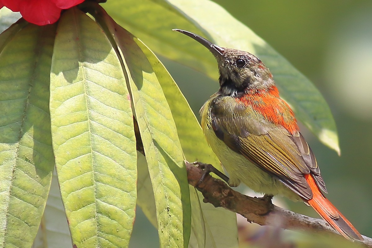 Fire-tailed Sunbird - Amarendra Konda