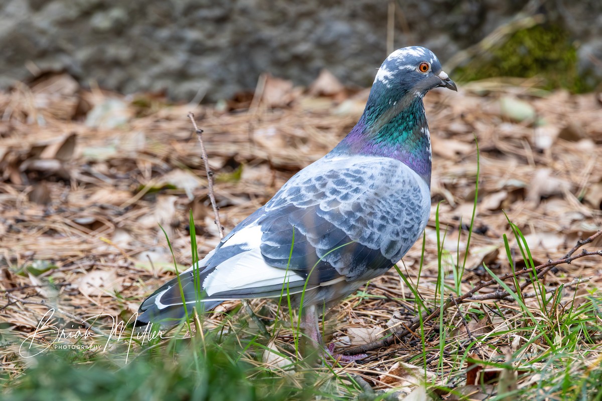 Rock Pigeon (Feral Pigeon) - ML616763433