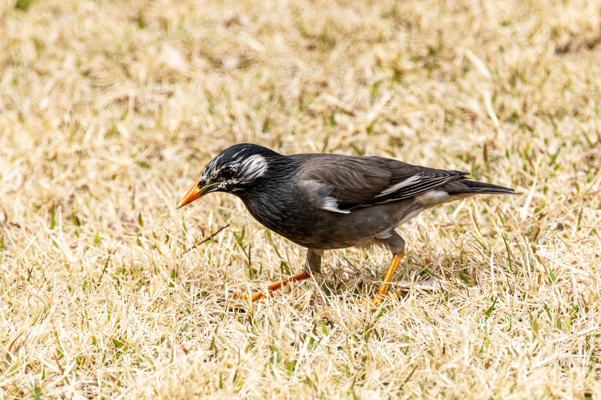 White-cheeked Starling - Brian Miller
