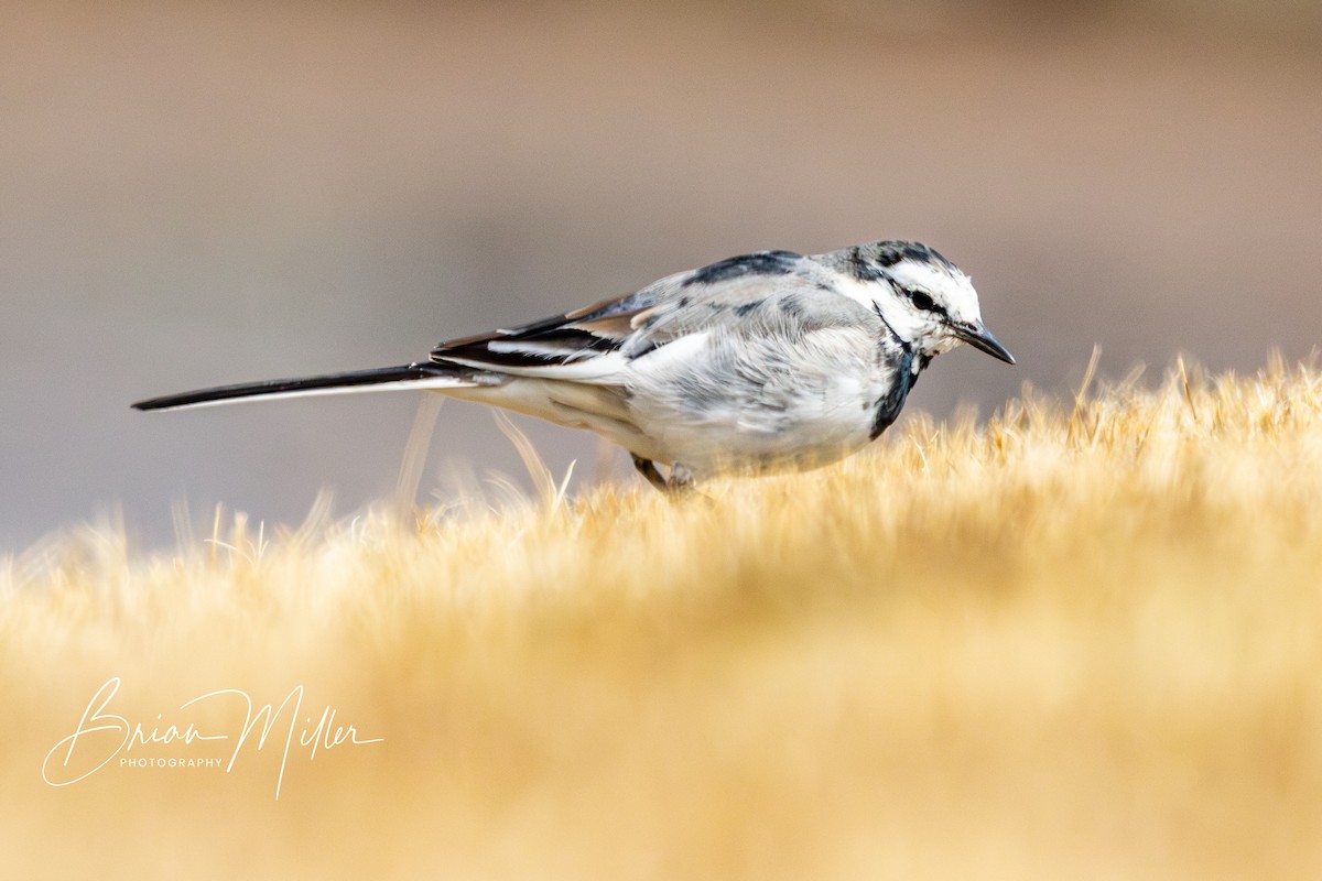 White Wagtail - Brian Miller