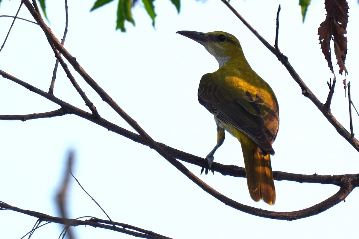 Indian Golden Oriole - ML616763487