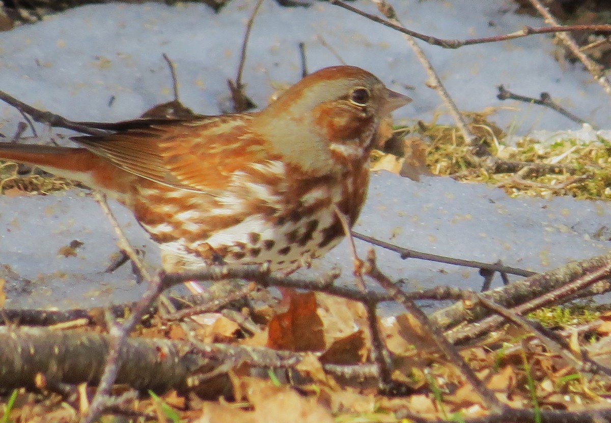 Fox Sparrow (Red) - ML616763680